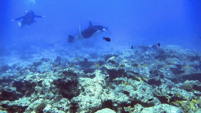Underwater frame of scat on bottom of sea, Maldives