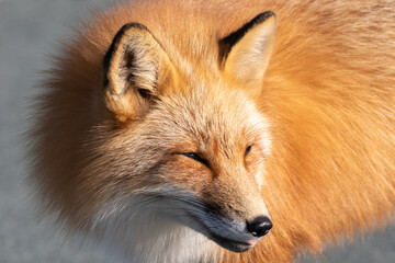 A close up of a wild young red fox's head staring forward with piercing eyes. The animal has pointy ears, a black muzzle, a fluffy red fur cat, and a cute look on its face. The background is blue.  