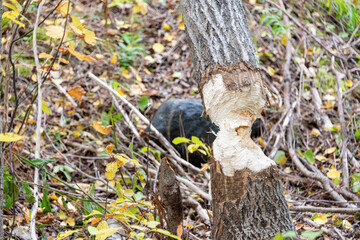 A large thick aspen tree with dark brown textured bark. There's a large piece hollowed out in the tree exposing a light wood. The hole is textured with beaver teeth marks from being gnawed on.