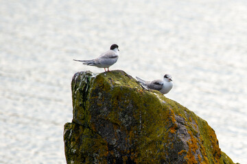 Two wild stern birds perched on a large rock covered in lichen next to the ocean. The shorebirds are slender, have a black head or cap, forked tail, narrow wings, long bill, and pale gray feathers. 