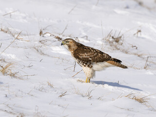 Red-Tailed Hawk Standing on Snow Field, Portrait in Winter