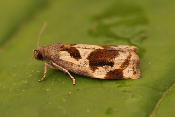 Closeup on a small Brown Oak Tortrix, Archips crataegana, sitting on a green leaf