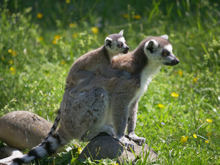Cute little lemur holding its mother from the back. © Interlumix/Wirestock