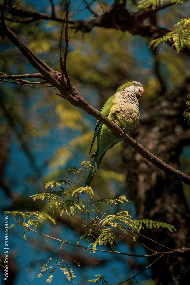Poster closeup of a small parrot on a tree branch in a forest