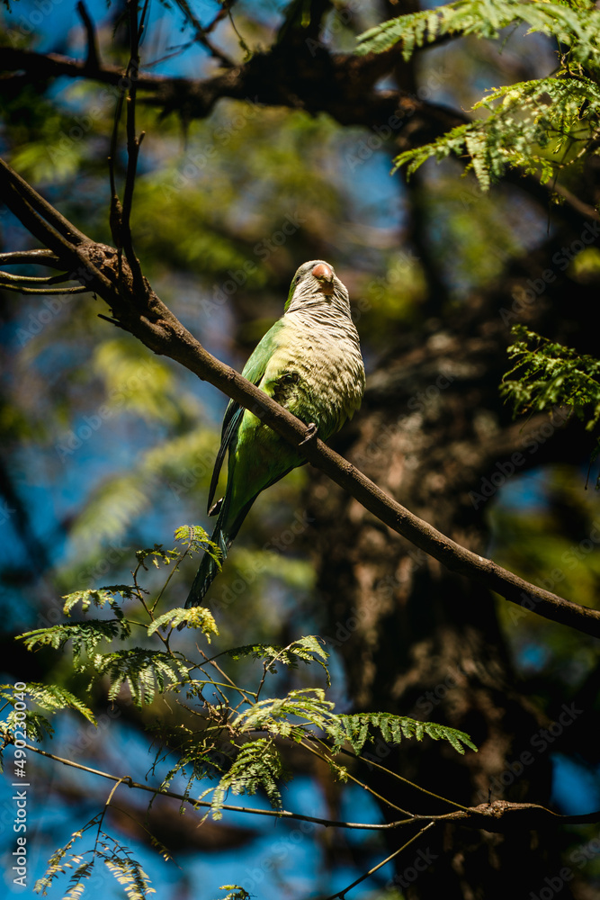 Poster closeup of a small parrot on a tree branch in a forest