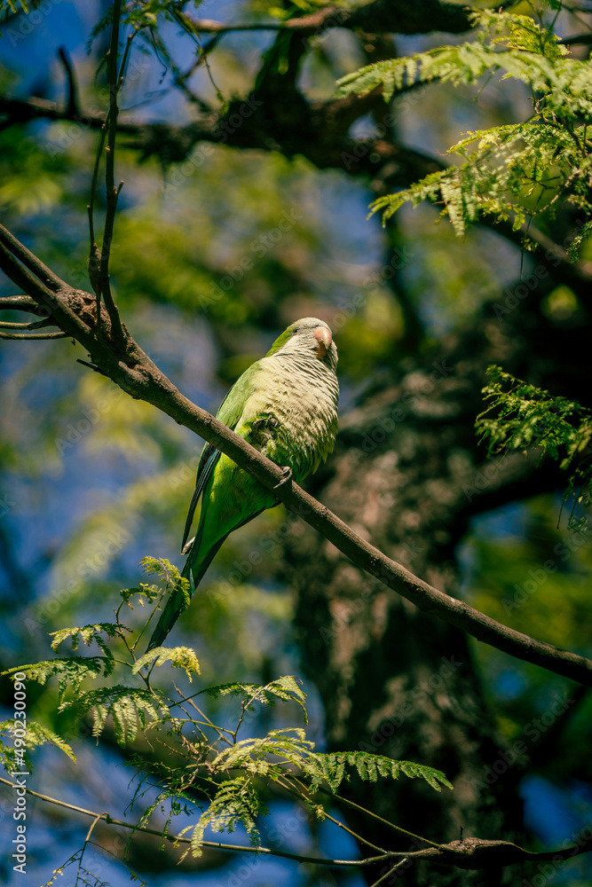 Poster closeup of a small parrot on a tree branch in a forest