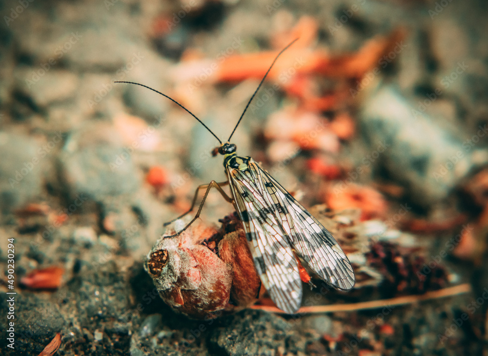 Wall mural macro shot of a panorpa communis insect on blurred flower texture in the forest