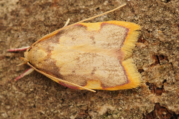Dorsal closeup on a small but colorfull Oak lantern moth, Carcina quercana sitting on a wood