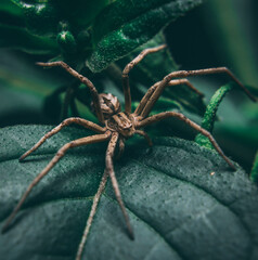 Close-up of a spider crawling on a green leaf
