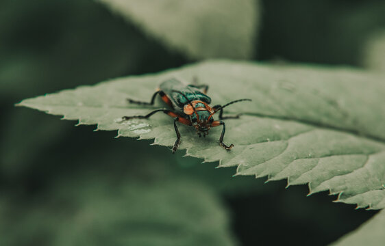 Macro closeup shot of a Spanish fly on a green leaf with blurred green background
