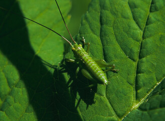 Grasshopper on a green leaf in the sun