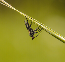 Common fly on a blade of grass