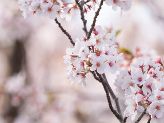 公園の桜