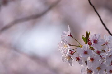 公園の桜