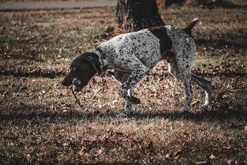 Adorable German Shorthaired Pointer playing with a branch in a forest