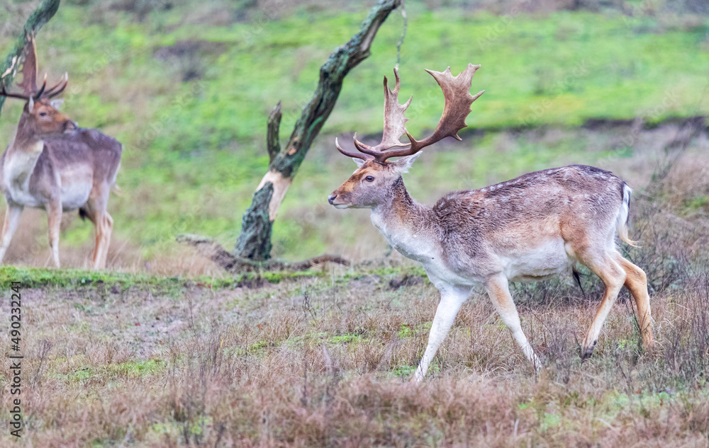 Wall mural Beautiful shot of two deer with large antlers standing in a grassy field with dry trees and plants