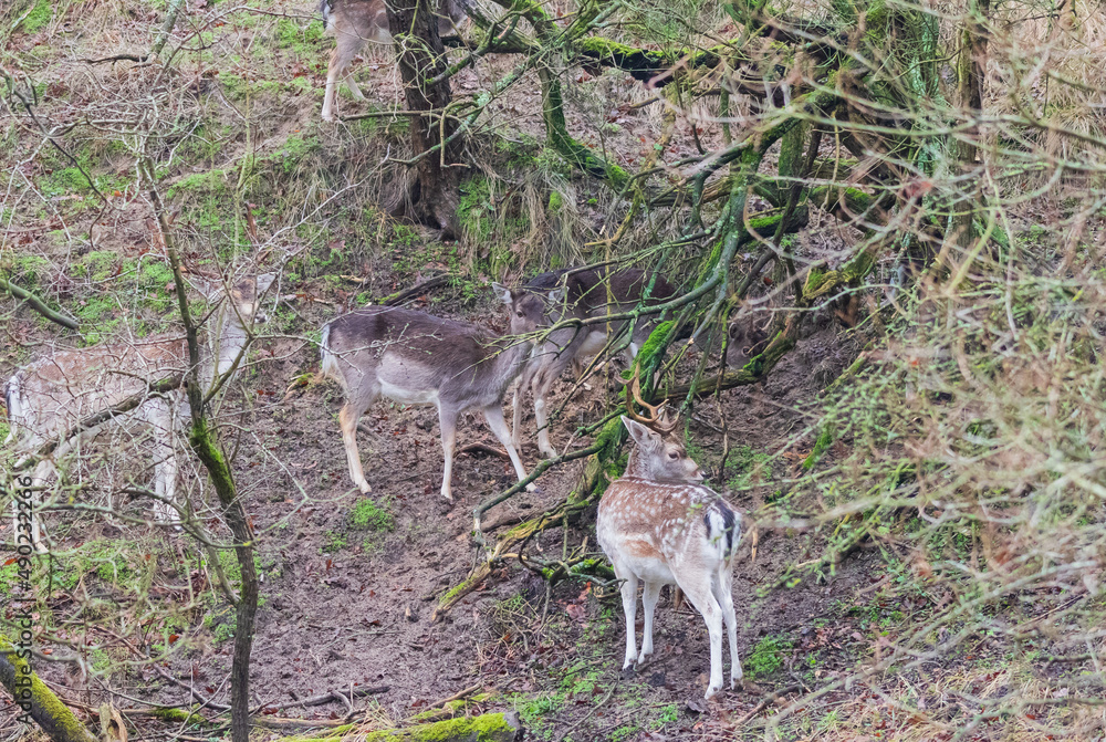 Poster beautiful shot of three deers with large antlers standing in a field with trees covered with moss