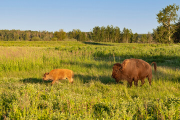 mother bison and baby calf  walking across green grass filled field with blue sky background © Amy