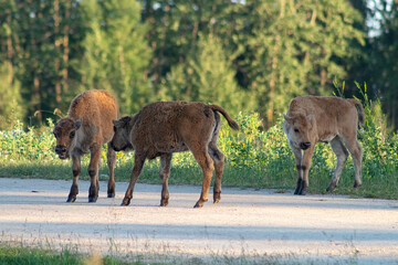 three baby bison playing on the road with green trees covering background