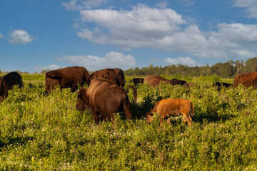 blue sky with white clouds over meadow of bison herd walking through long grass