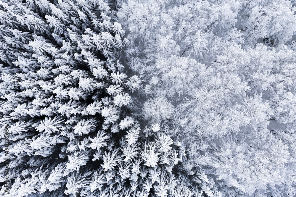 Poster diagonal background frozen trees topdown aerial view