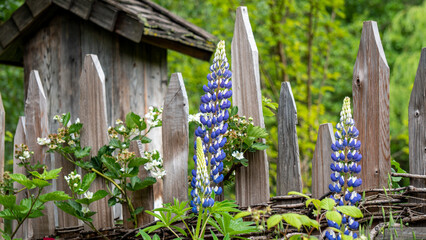 Wooden fence and blue lupine flowers in the garden