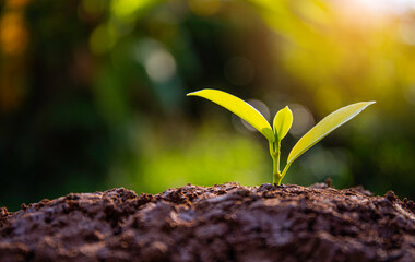 growing seeds on nature background