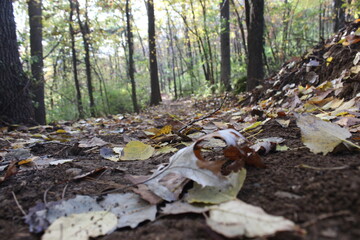 Take the path less traveled