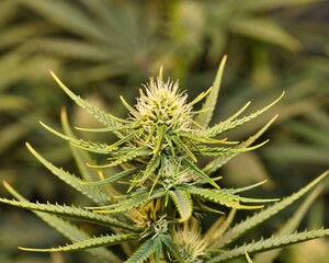 Obraz premium dosidos, do-si-dos, marijuana, pot, weed, dank, grow tent, medical marijuana