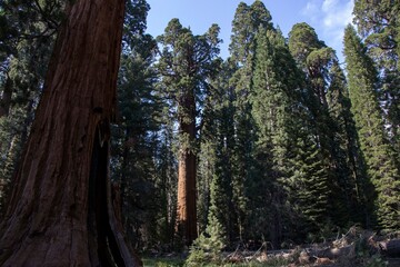 A Trip to Sequoia