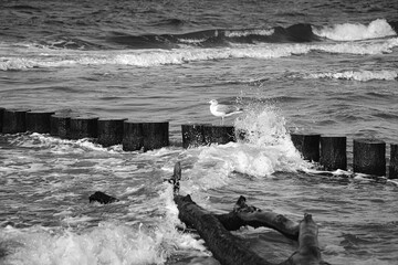 Grayscale of a seagull perching on wooden stump on the beach