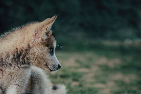 Closeup shot of a Saarloos wolfdog on the blurry background