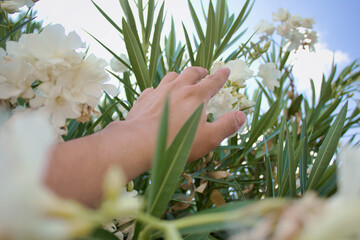 Close-up shot of a hand touching a bunch of Oleanders