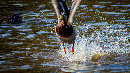 Beautiful view of a duck flying from the water