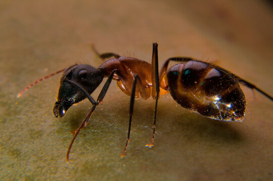 Closeup shot of a carpenter ant on the bright background