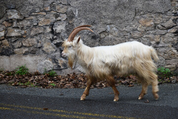 Closeup of a white mountain goat walking on an asphalt road