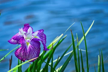 Tuinposter Purple iris growing by a pond © Jeff Colburn/Wirestock