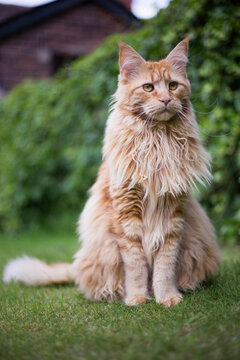 Ginger Maine Coon Cat In A Garden