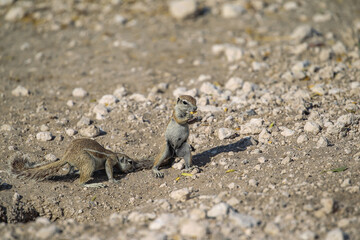 Gophers on the stony ground in Etosha National Park, Namibia