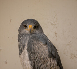 Closeup of a Black-chested buzzard eagle