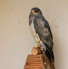 Closeup of a Black-chested buzzard eagle