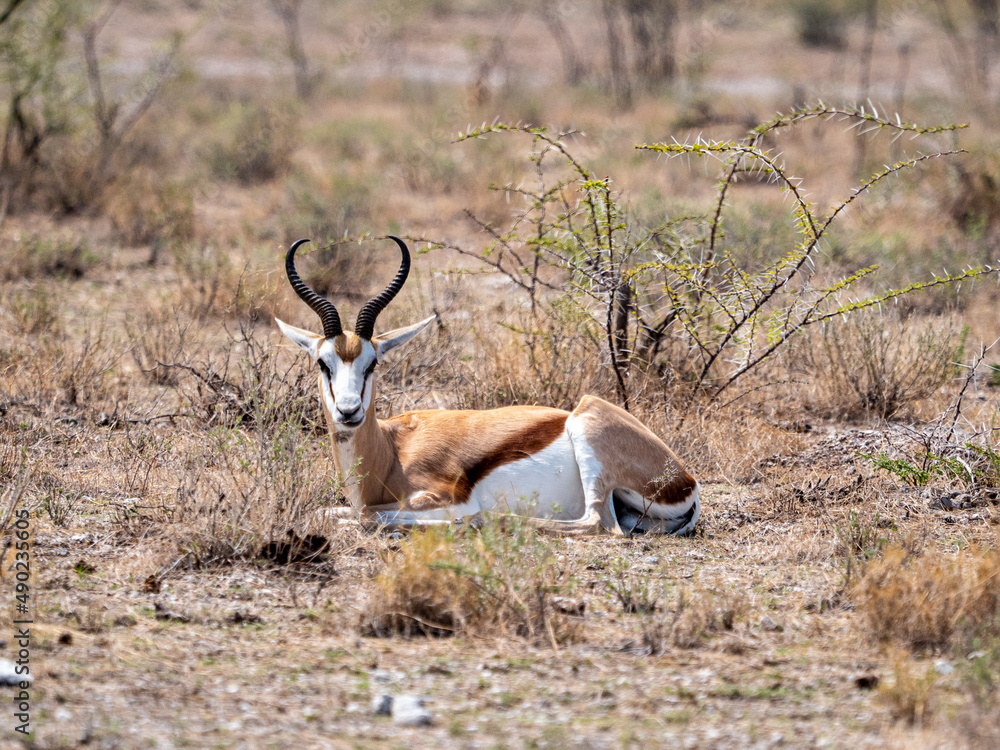 Wall mural Closeup of a beautiful Springbok