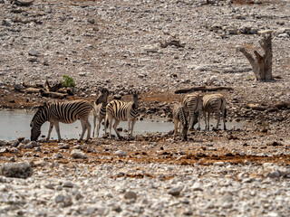 Thirsty zebras drinking from a waterhole