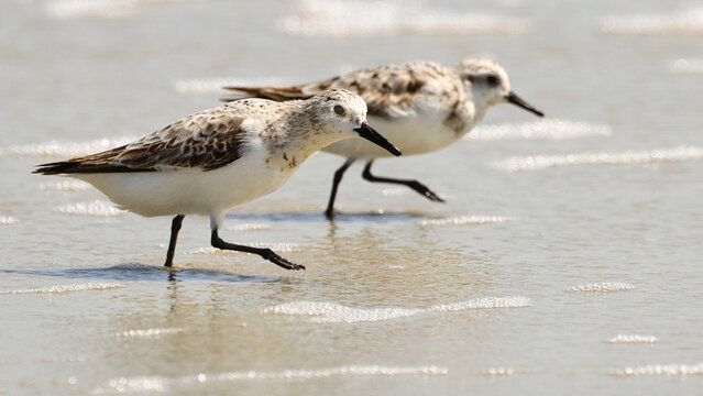 Closeup of cute sanderlings wandering on the lakeshore