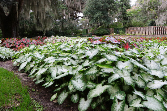 View of green and red caladium plants in a botanical garden