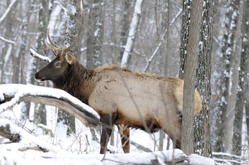 Elk in the Missouri woods during a winter snowstorm
