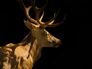 Closeup of the male red deer isolated on black background.