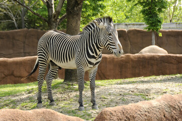 Zebra in captivity at the Saint Louis Zoo in Saint Louis, Missouri