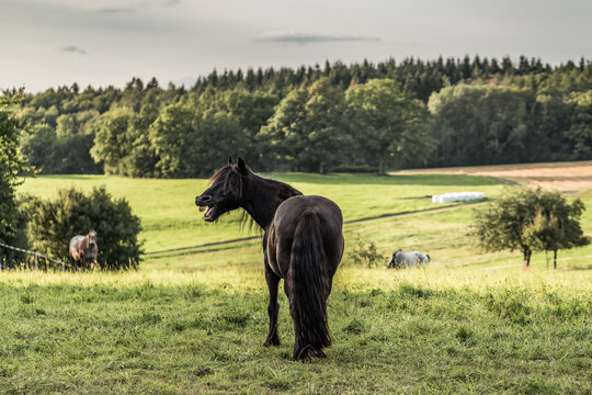 Dales Pony Westwick Raven