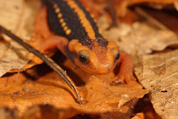 Closeup on the head of an adult, endangered Asian Mandarine salamander, Tylototriton shanjing